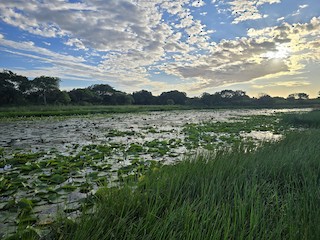 Nibela Floodplains, Kwazulu-Natal, South Africa - eBird Hotspot