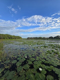 Nibela Floodplains, Kwazulu-Natal, South Africa - eBird Hotspot