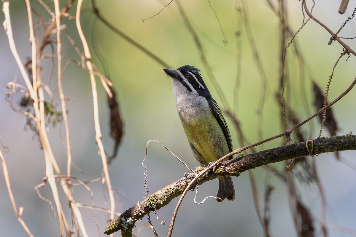Yellow-rumped Tinkerbird - ML650026885