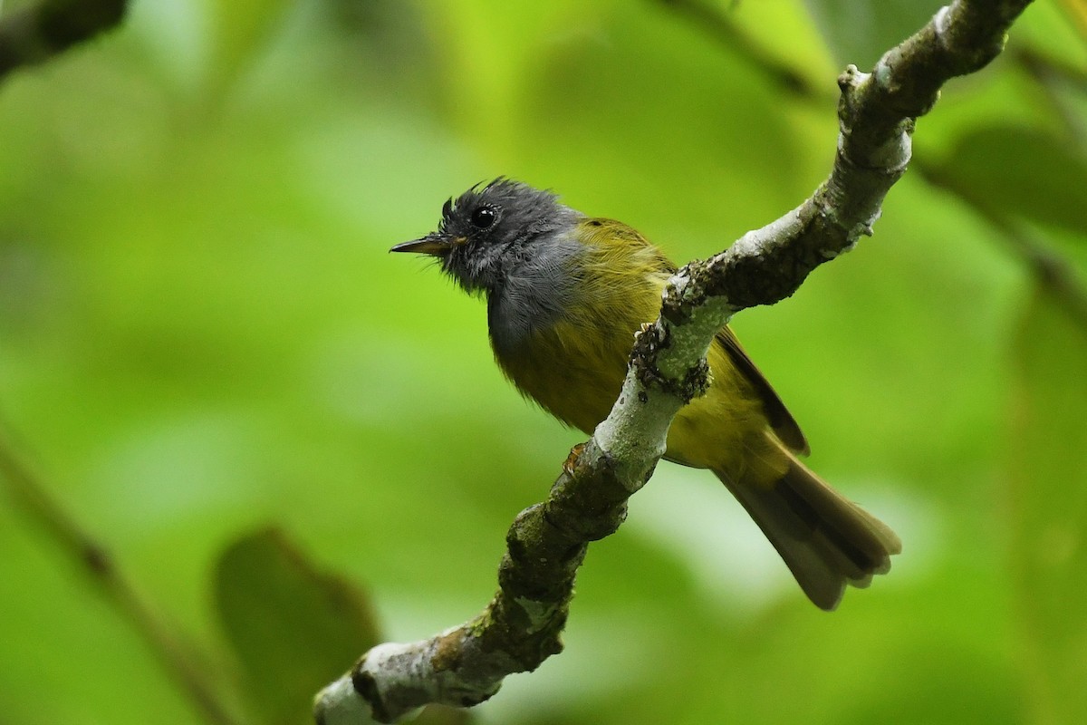 Gray-headed Canary-Flycatcher - ML650027226