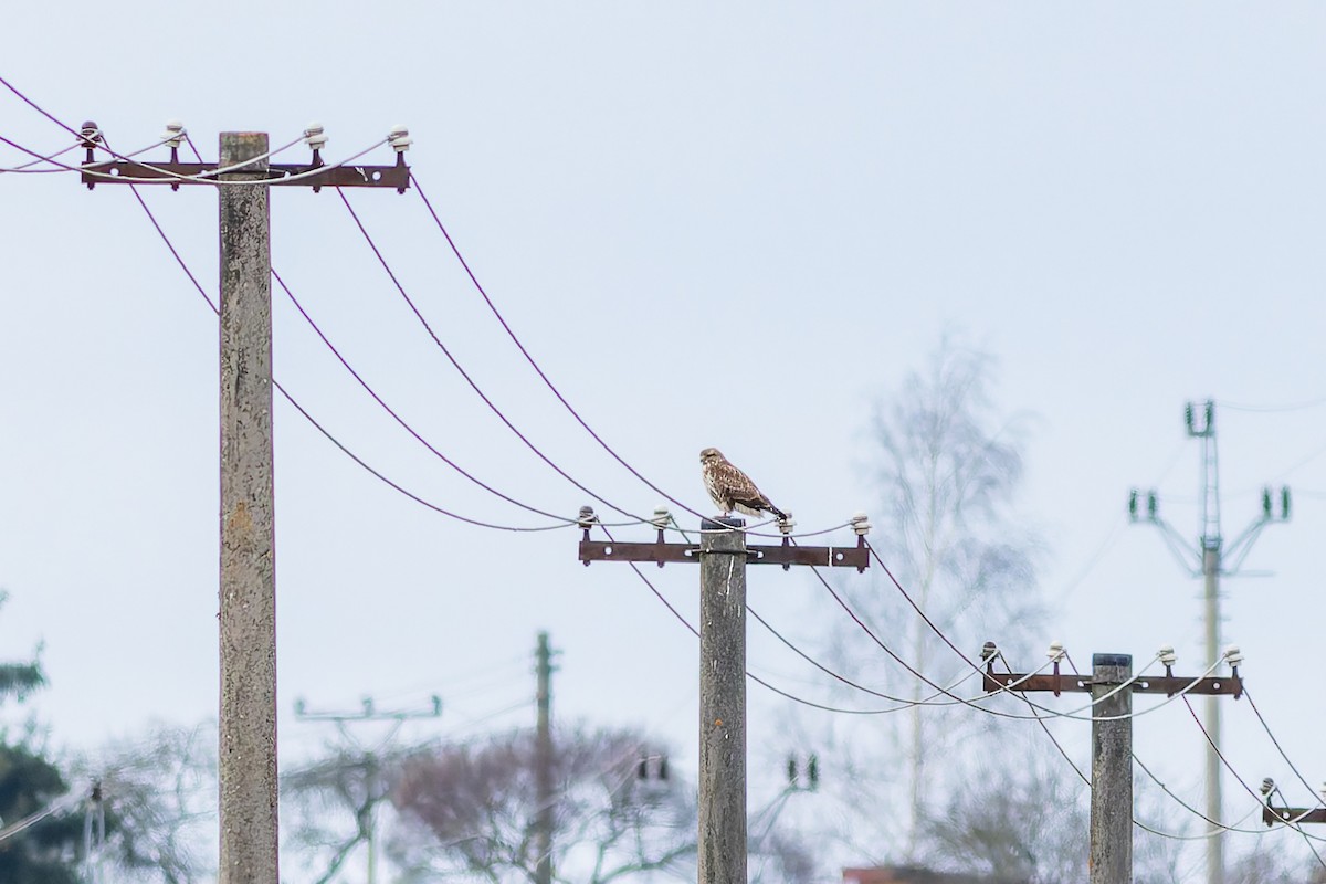 tanımsız Buteo sp. - ML650027501
