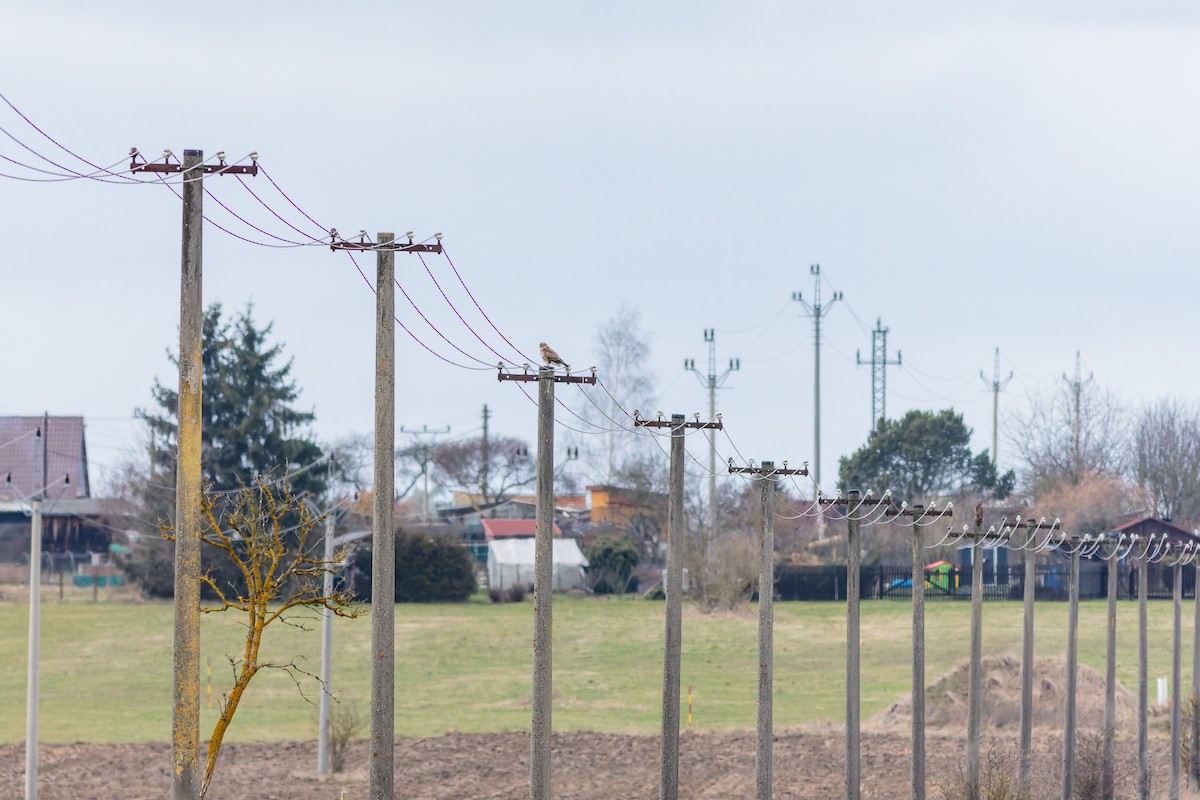 tanımsız Buteo sp. - ML650027608