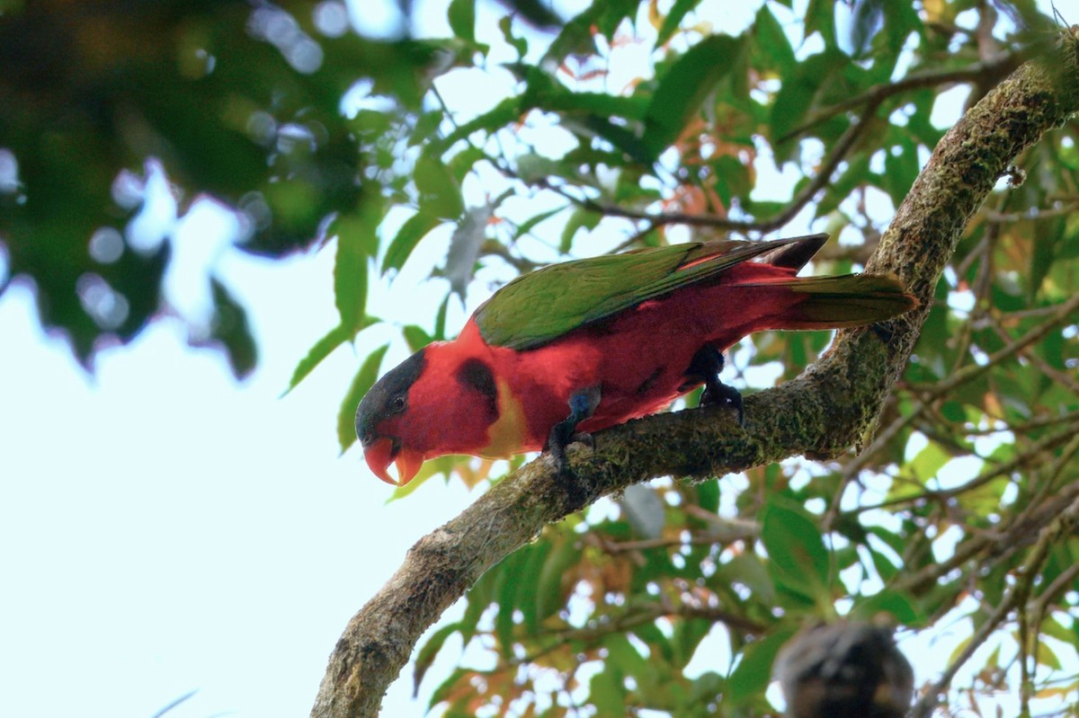 Yellow-bibbed Lory - ML650027661