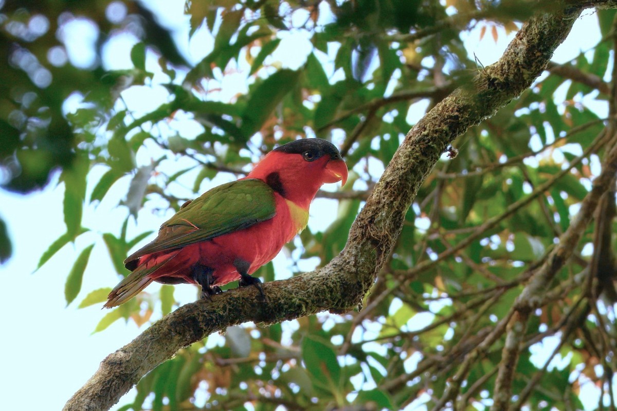 Yellow-bibbed Lory - ML650027662