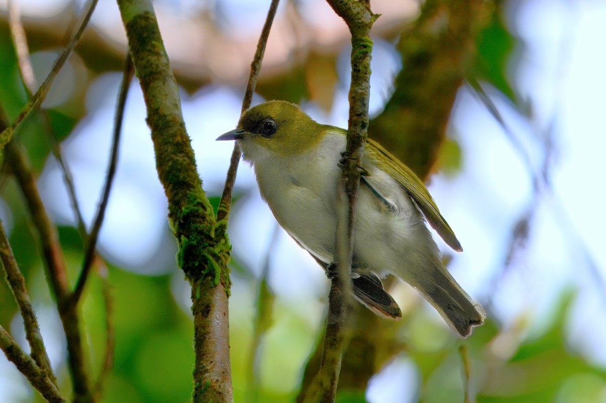 Makira White-eye - ML650027704