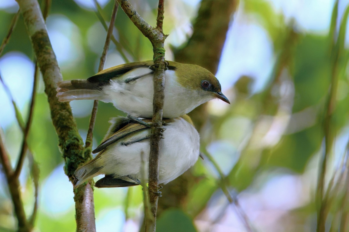 Makira White-eye - ML650027705