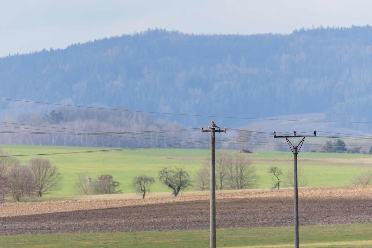 tanımsız Buteo sp. - ML650027804