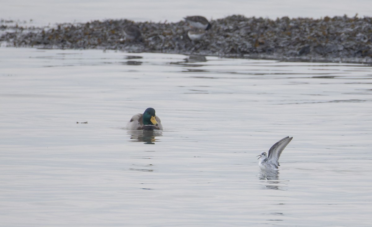Red Phalarope - ML650027966