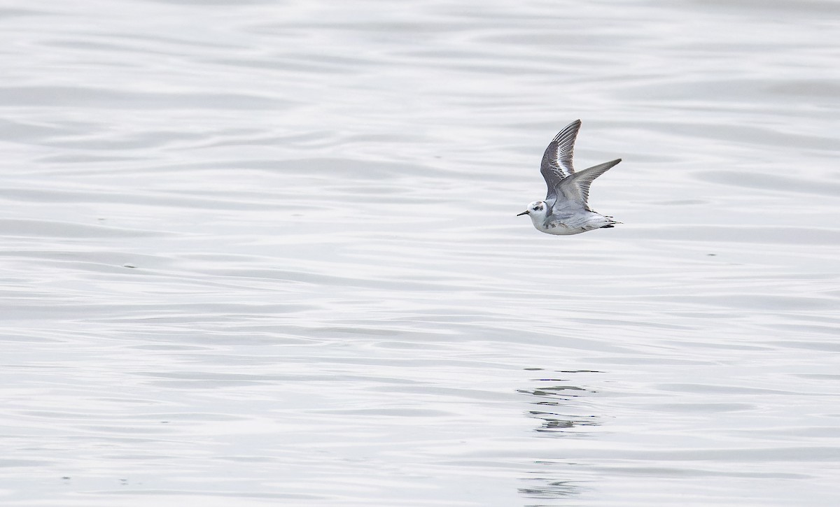Red Phalarope - ML650027971
