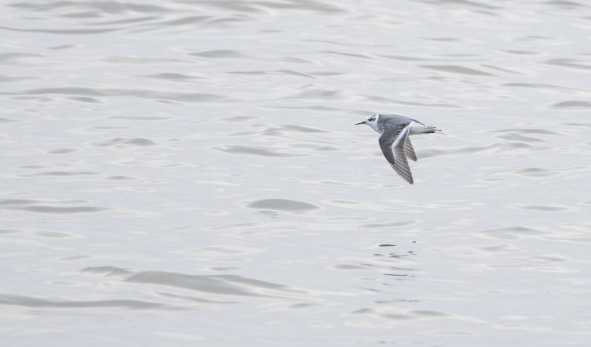 Red Phalarope - ML650027977