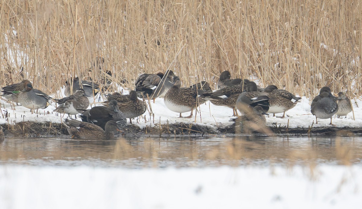 Garganey - ML650028003