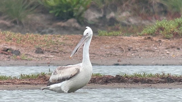 Pelícano Ceñudo - ML650028186