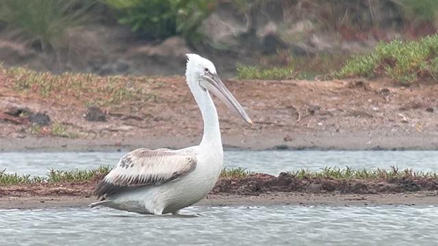 Pelícano Ceñudo - ML650028189