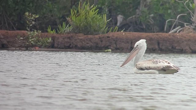 Pelícano Ceñudo - ML650028191