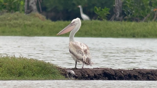Pelícano Ceñudo - ML650028195