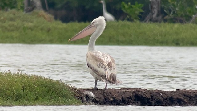Pelícano Ceñudo - ML650028199