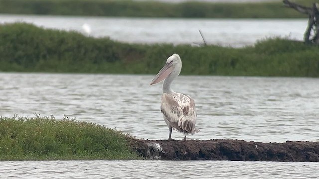 Pelícano Ceñudo - ML650028200