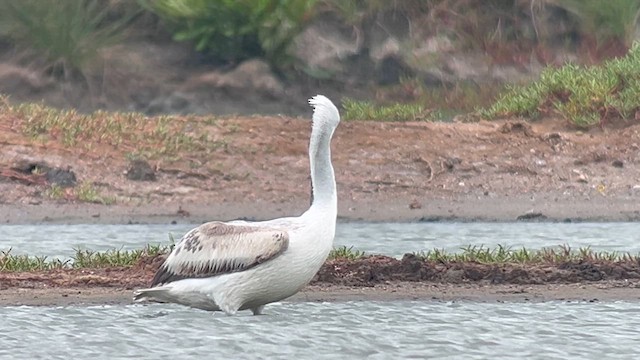 Pelícano Ceñudo - ML650028201