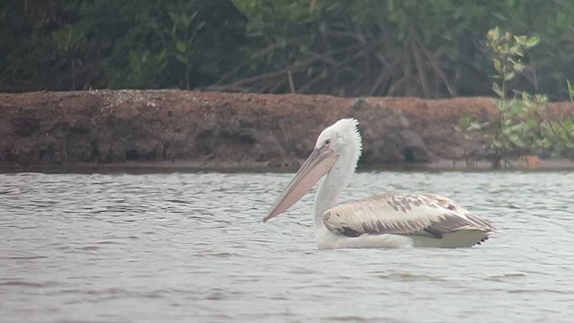 Pelícano Ceñudo - ML650028202