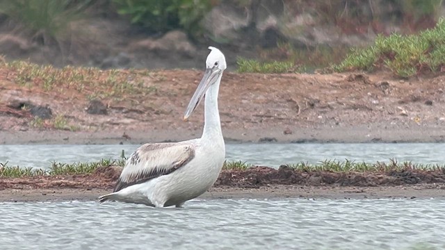 Pelícano Ceñudo - ML650028203