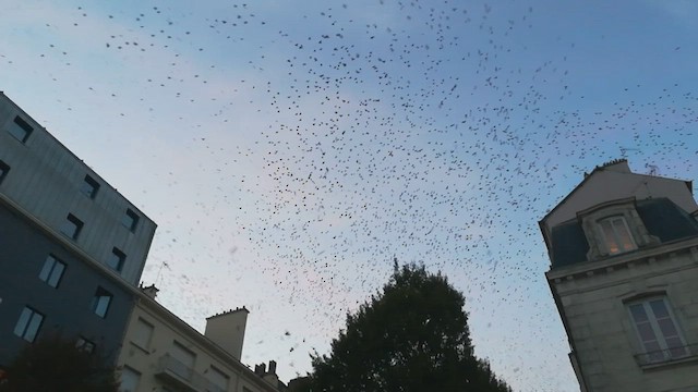 European Starling - ML650028280