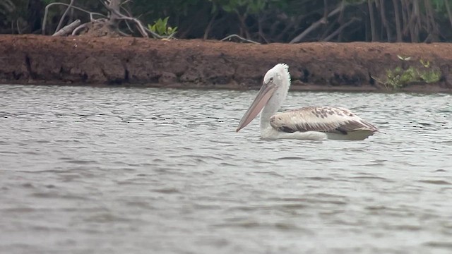 Pelícano Ceñudo - ML650028602