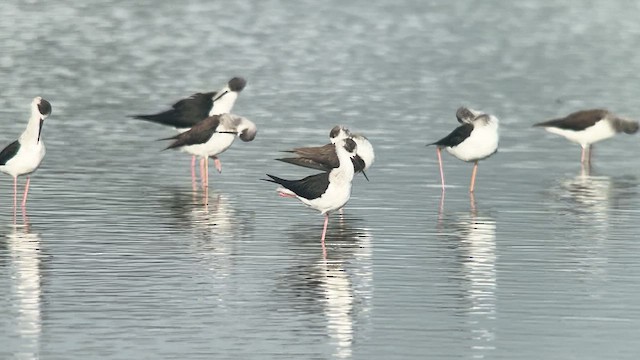 Cigüeñuela Común - ML650028665