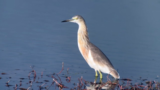 Garcilla Indonesia - ML650028683