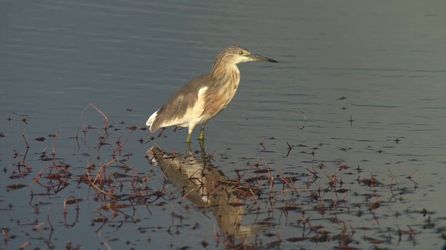 Garcilla Indonesia - ML650028685