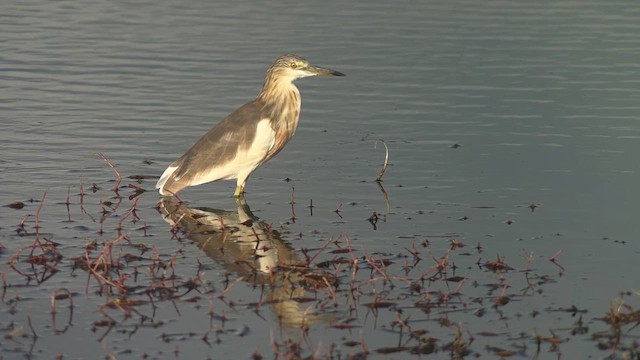 Garcilla Indonesia - ML650028686