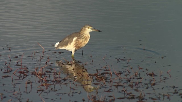 Garcilla Indonesia - ML650028687