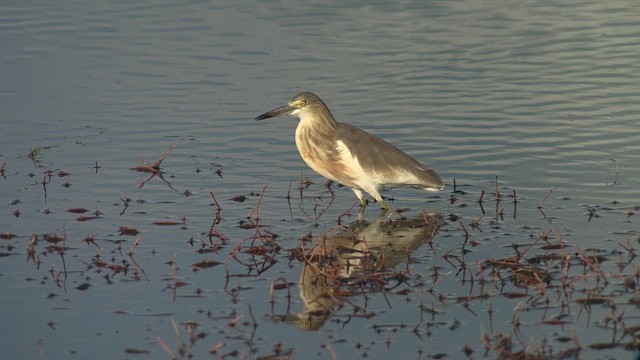 Garcilla Indonesia - ML650028688