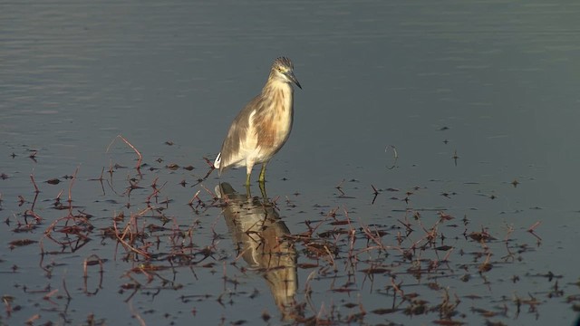 Garcilla Indonesia - ML650028689