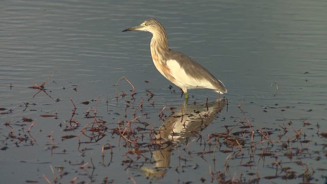 Garcilla Indonesia - ML650028695