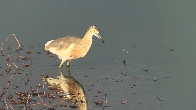 Garcilla Indonesia - ML650028696