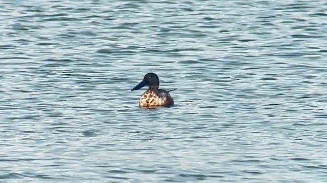 Cuchara Común - ML650028699