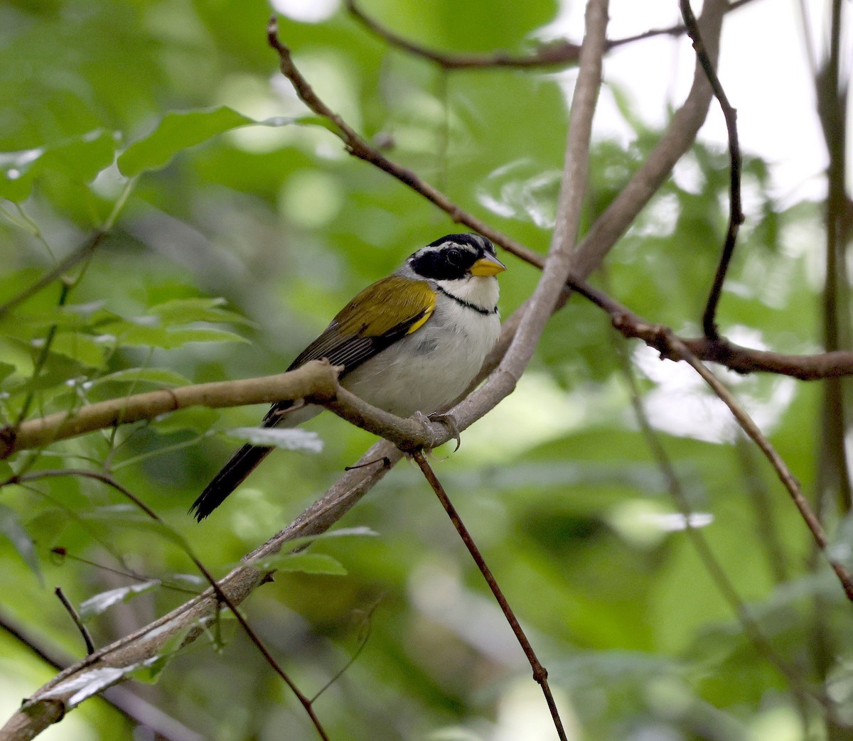 Tohi de d'Orbigny - ML650028752