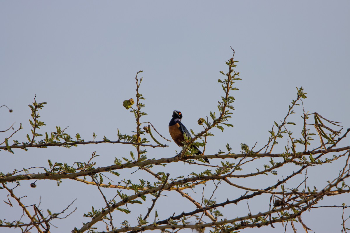 Hildebrandt's Starling - ML650028926