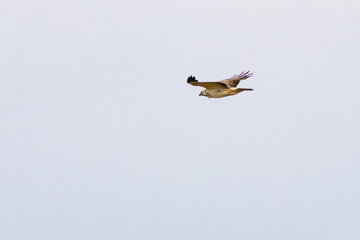 tanımsız Buteo sp. - ML650029181