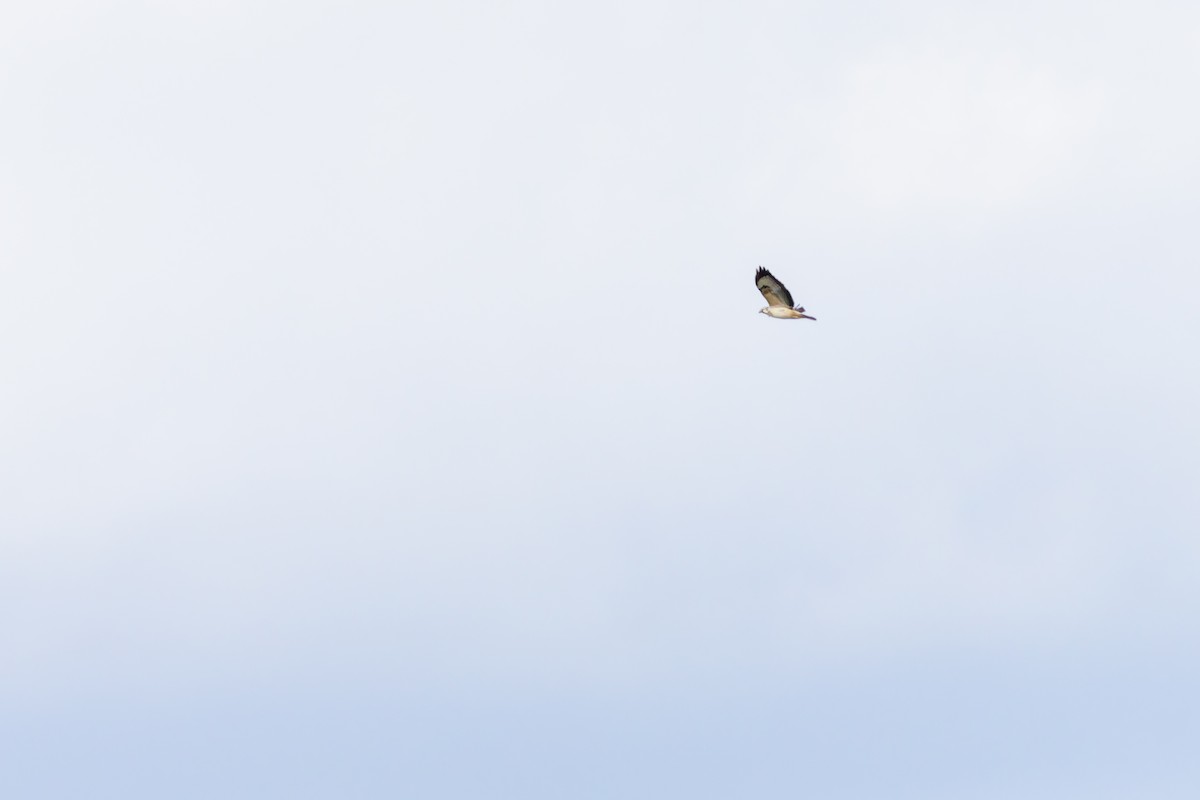 tanımsız Buteo sp. - ML650029189