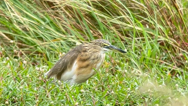 Garcilla Indonesia - ML650029513