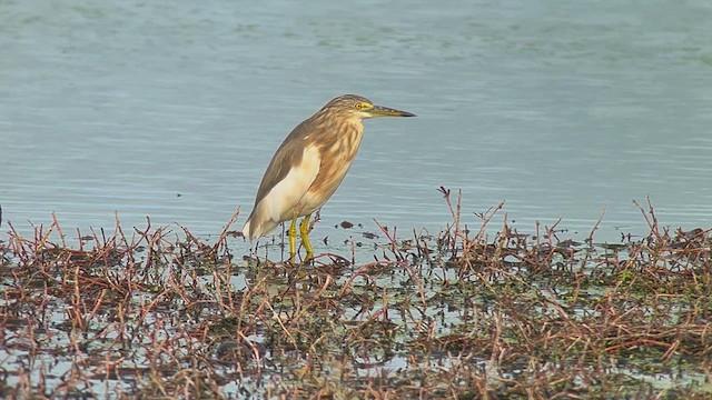 Garcilla Indonesia - ML650029811