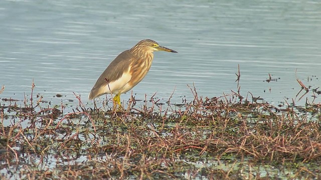 Garcilla Indonesia - ML650029812