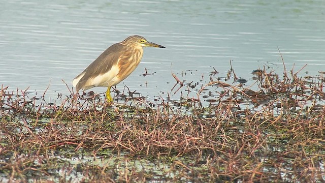 Garcilla Indonesia - ML650029813