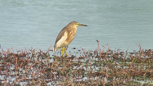 Garcilla Indonesia - ML650029819