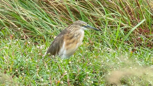 Garcilla Indonesia - ML650029879