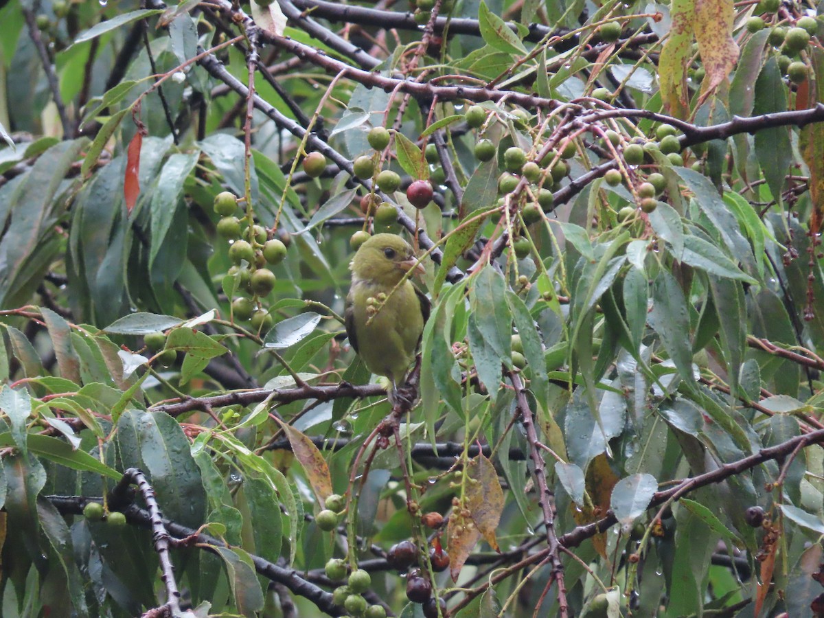 Scarlet Tanager - ML650030835