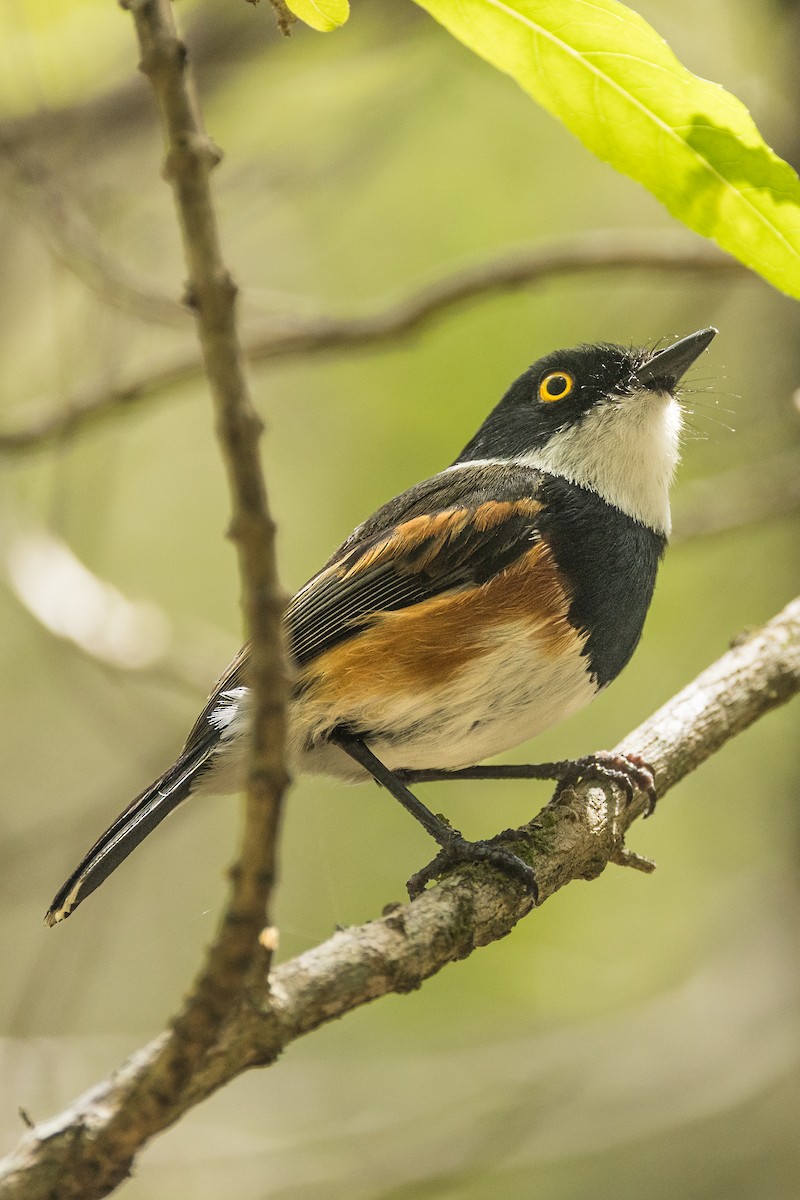 Cape Batis - ML650031010