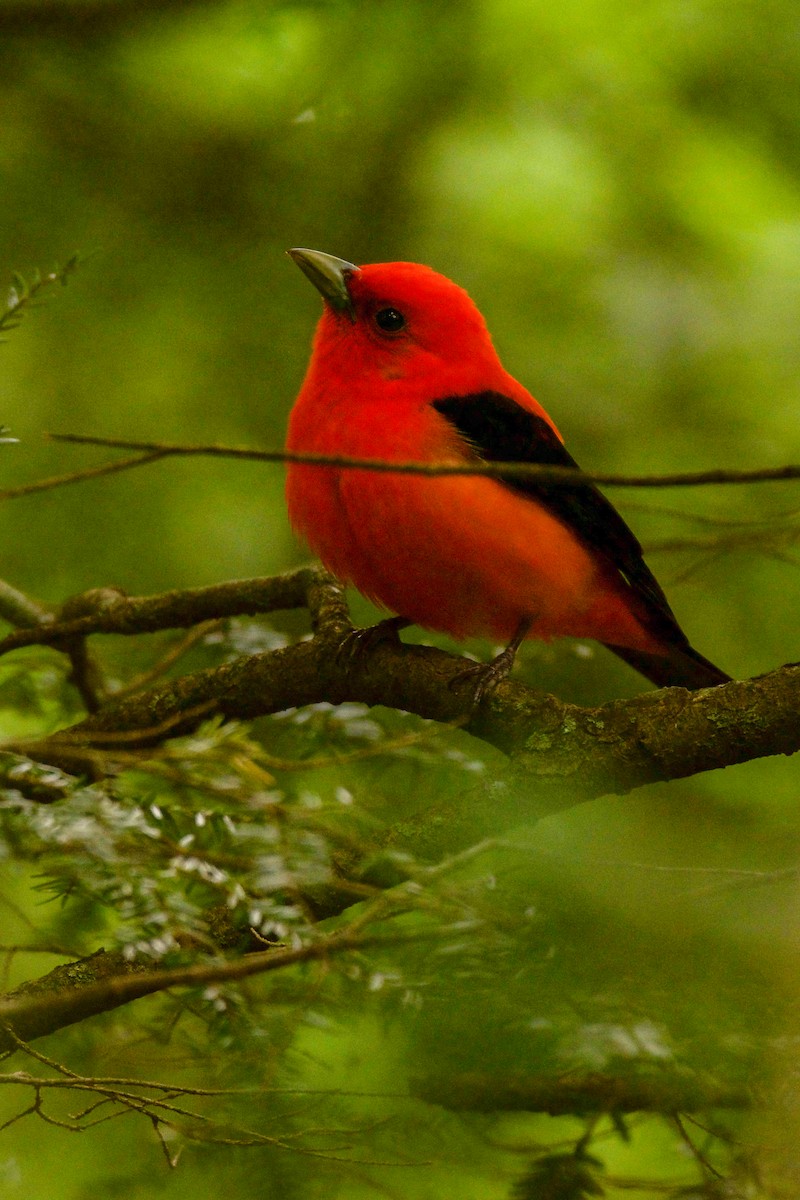 Scarlet Tanager - ML650031092