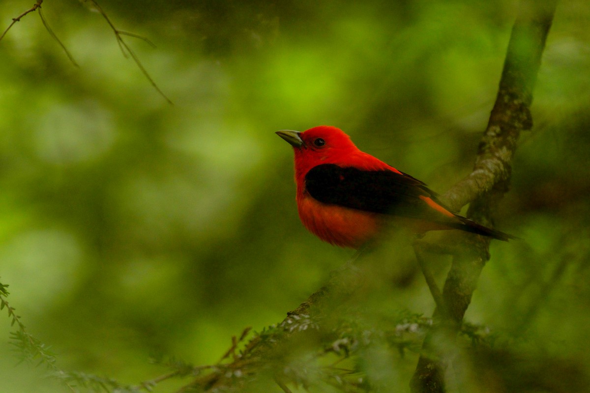 Scarlet Tanager - ML650031098